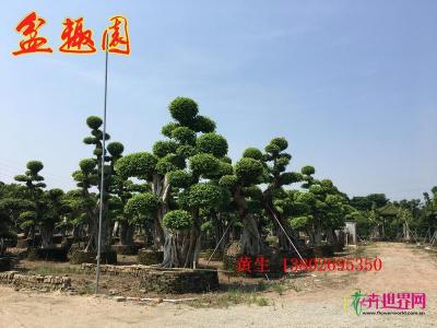 造型小叶榕