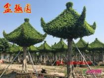 榕树单亭