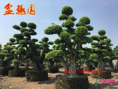 造型小叶榕