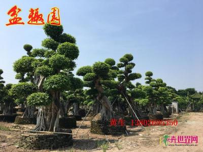 造型小叶榕