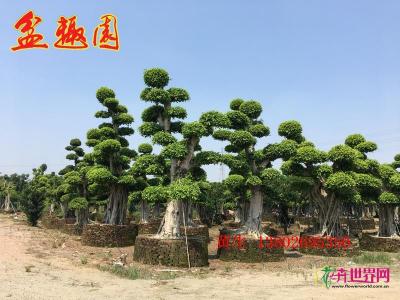 造型小叶榕